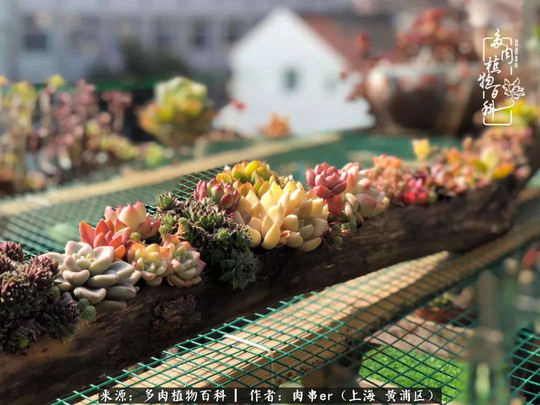 怎么用原相机拍多肉更好看,多肉怎么拍摄好看