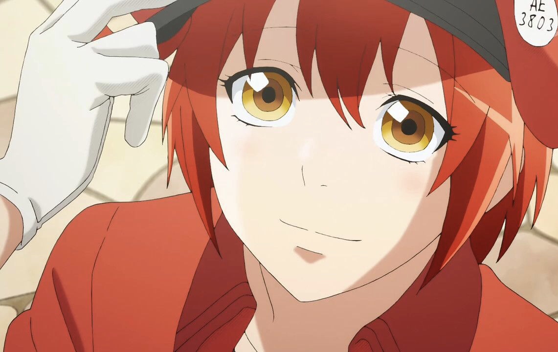 猫咪贫血药物治疗多久恢复,猫咪贫血的原因是什么有什么症状