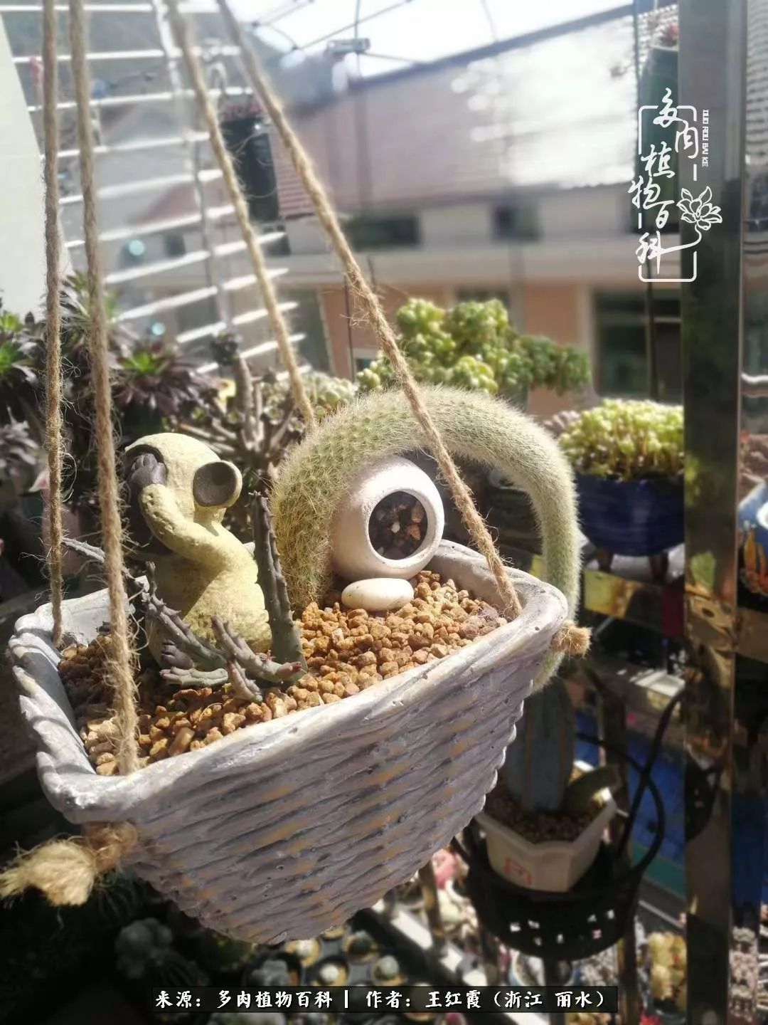 仙人球露养条件,仙人球春天露养条件