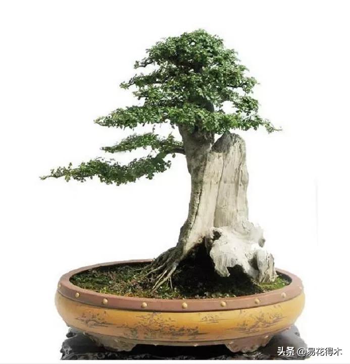 盆景制作技法与鉴赏教案,盆景制作与欣赏文章