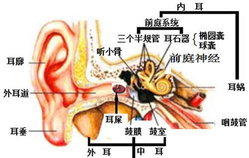为什么突然头晕感觉都在旋转,为什么人在旋转后会感觉头晕