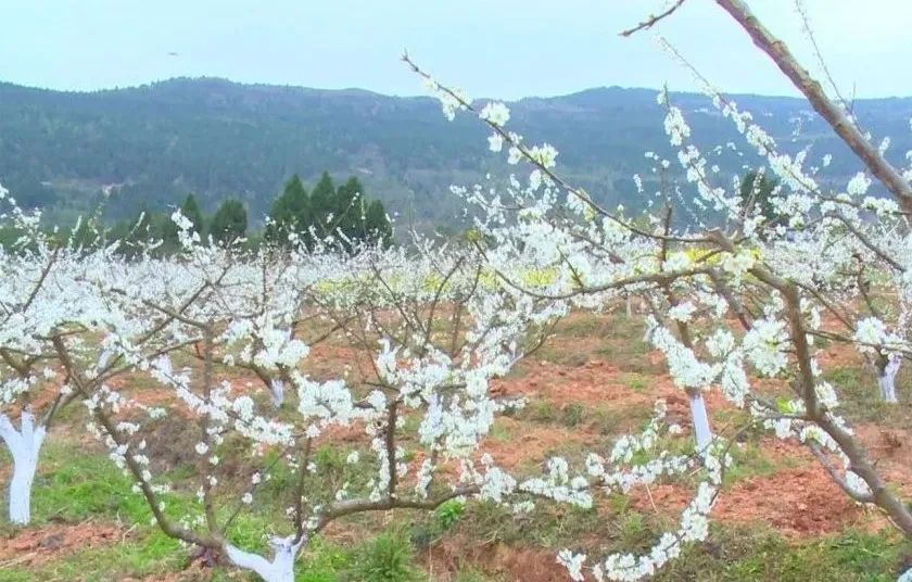 阳春3月桃花与油菜花交相辉映,三月的油菜花和樱花好看吗