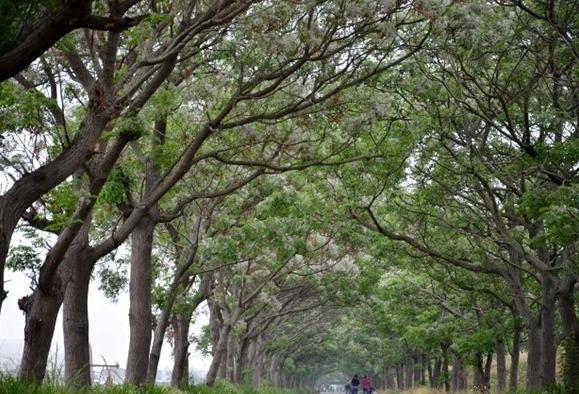 每天认识一味植物,每天认识一味中草药赤楠
