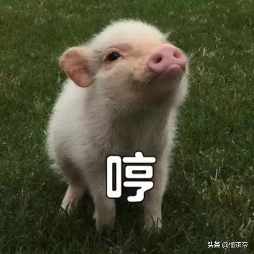 这些茶名字不同,但都是同一款茶,太多茶友弄混