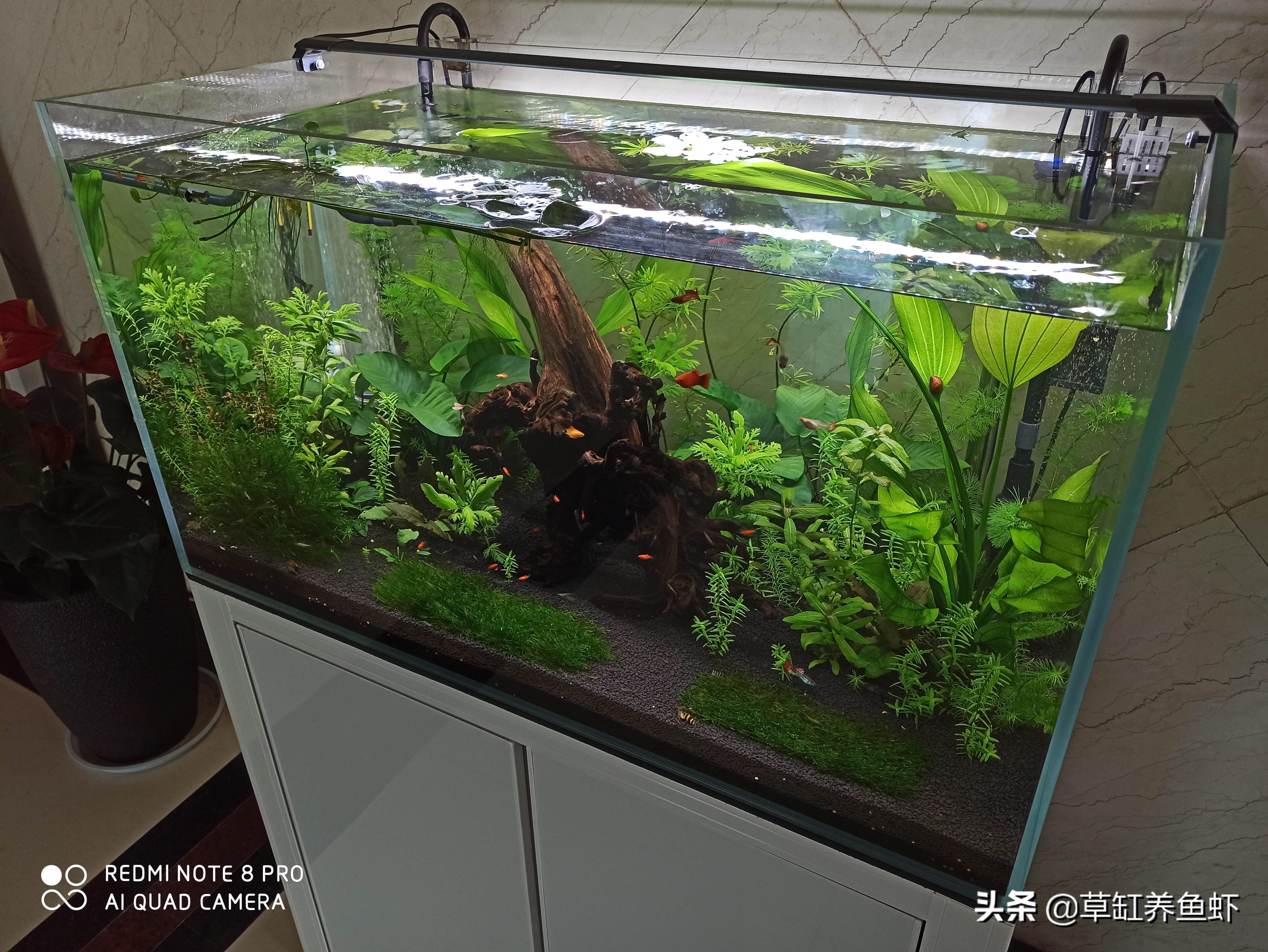 战“疫”在外，人不在家31天，我家里的鱼现在怎么样了？