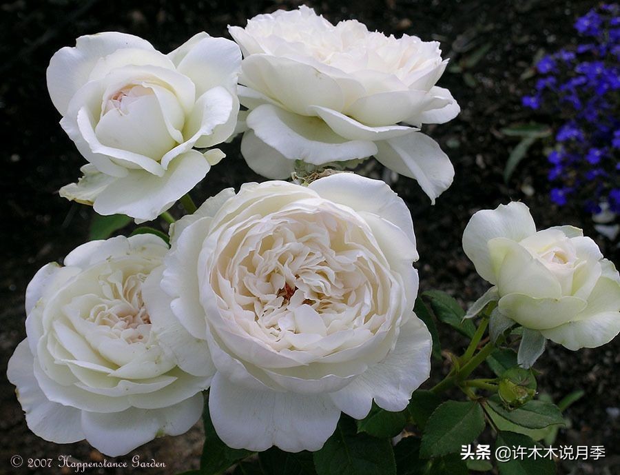 比较香又好养的月季 (颜值高又好养的月季适合阳台党的)