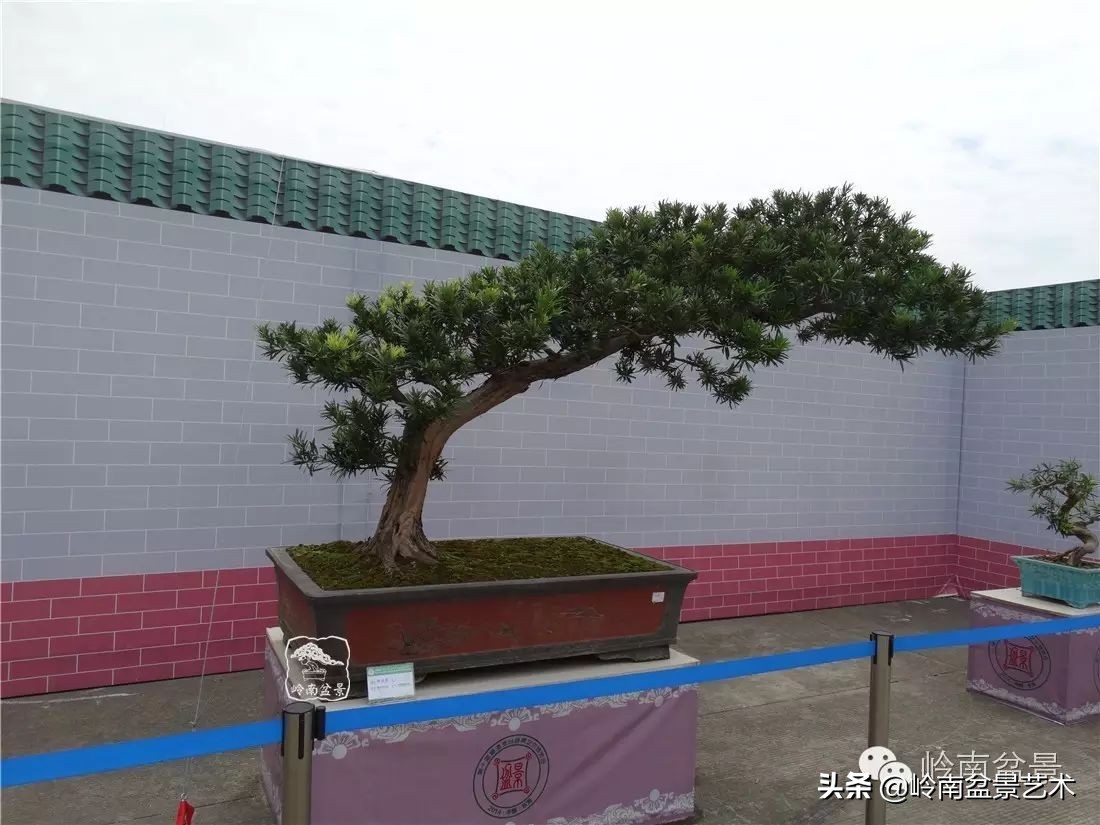 开运招财，非其莫属！清风雅韵，当之无愧！