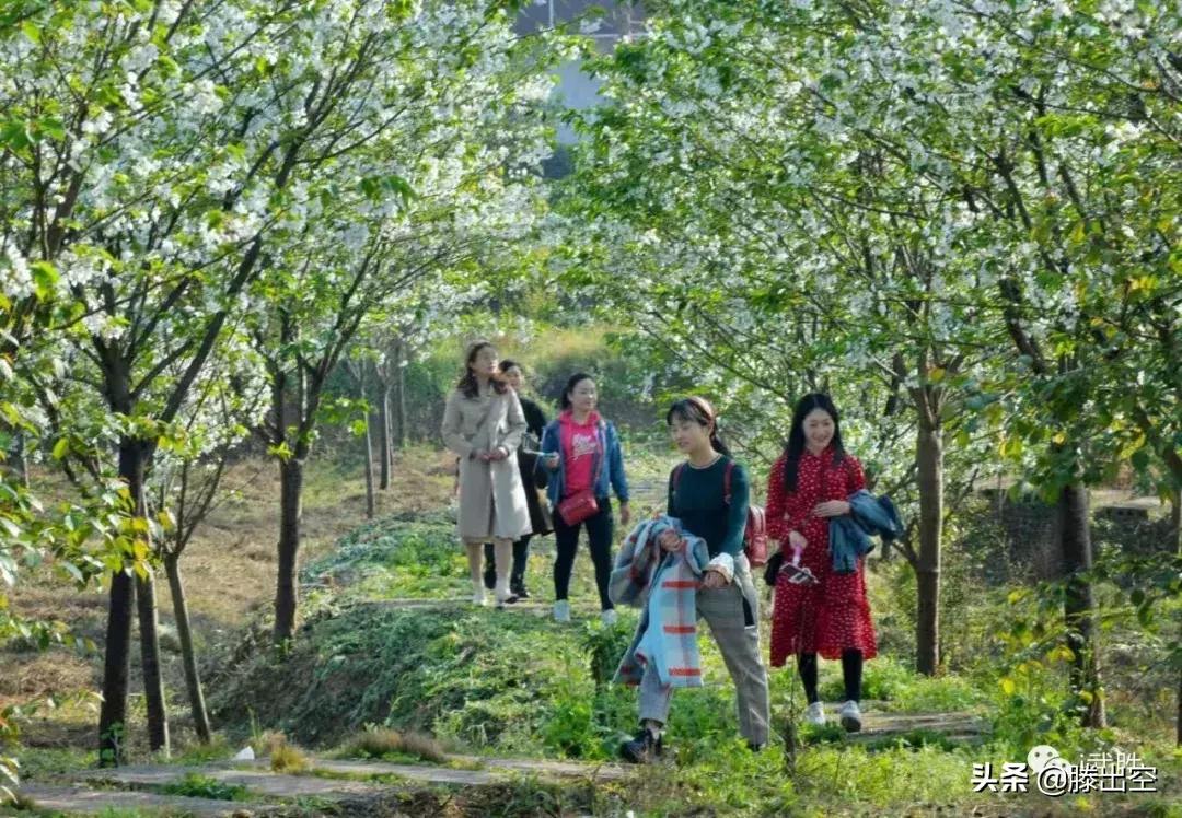 带你来樱花园看浪漫樱花,最美校园春天必打卡的樱花胜地