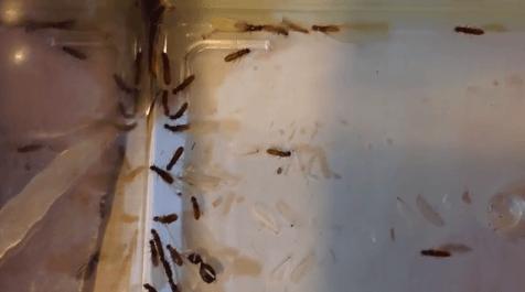 雨后爆发的飞蚁,靠超强繁殖苟了2亿年却沦为“优质蛋白来源”