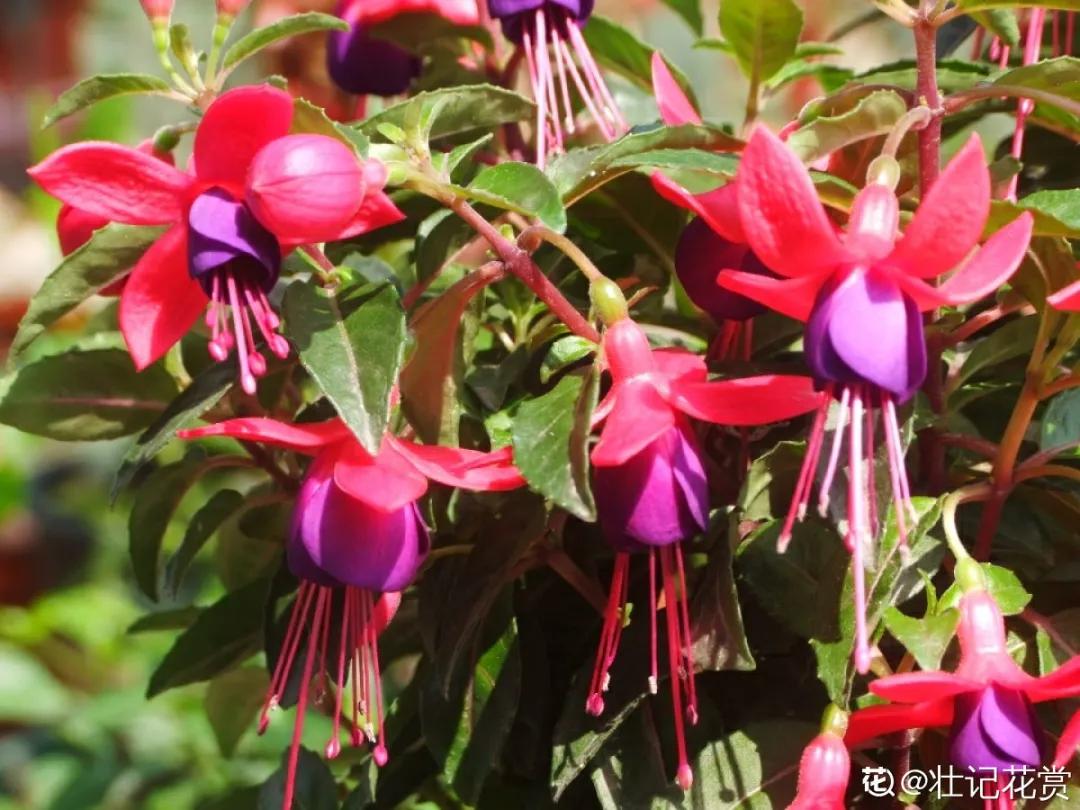 春天开的花有哪些常见又漂亮,十大名花在春天开的有哪些