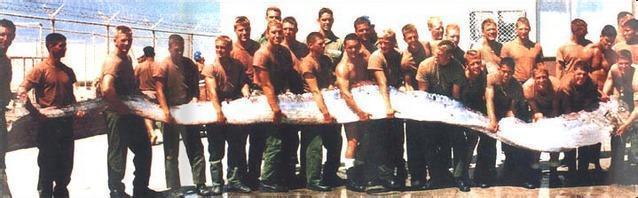 海洋中的神秘生物，能够与巨鲸缠斗，真实面目存在疑团