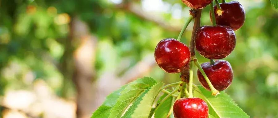 摘樱桃最近的地方西安,西安周边摘樱桃攻略