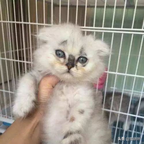 猫癣最全的药物治疗方法,如何快速的治愈猫癣