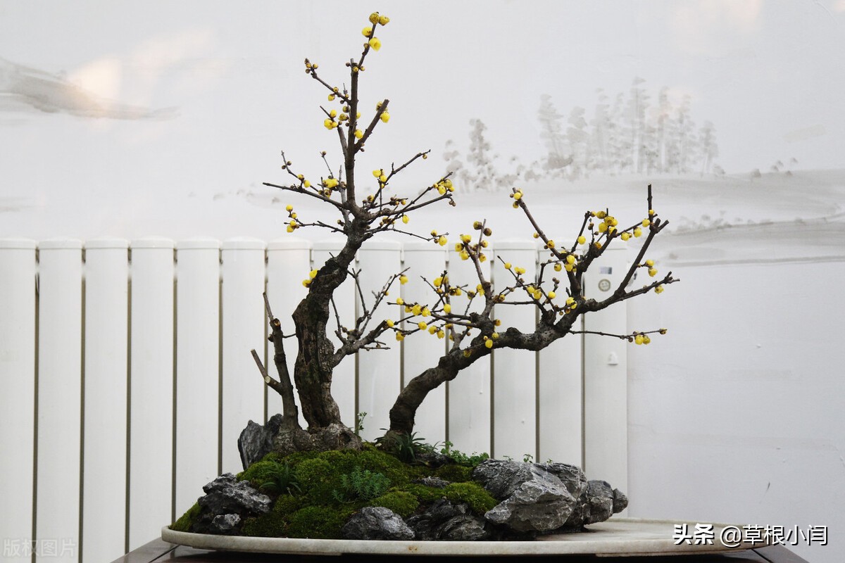 秋海棠的*粉白**病该如何防治？这几点很重要