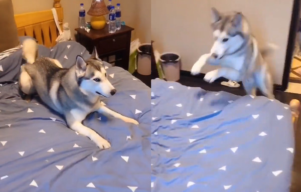 二哈被拽腿拖回家全程叫唤,二哈崩溃一瞬间