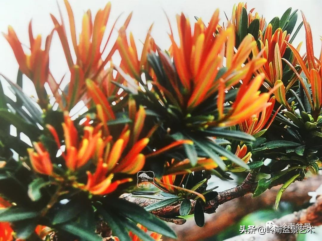 旺财罗汉松,罗汉松招财还是挡煞