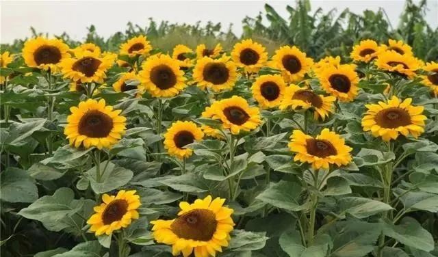 静是一种力量一种福气,西双版纳这边旅游