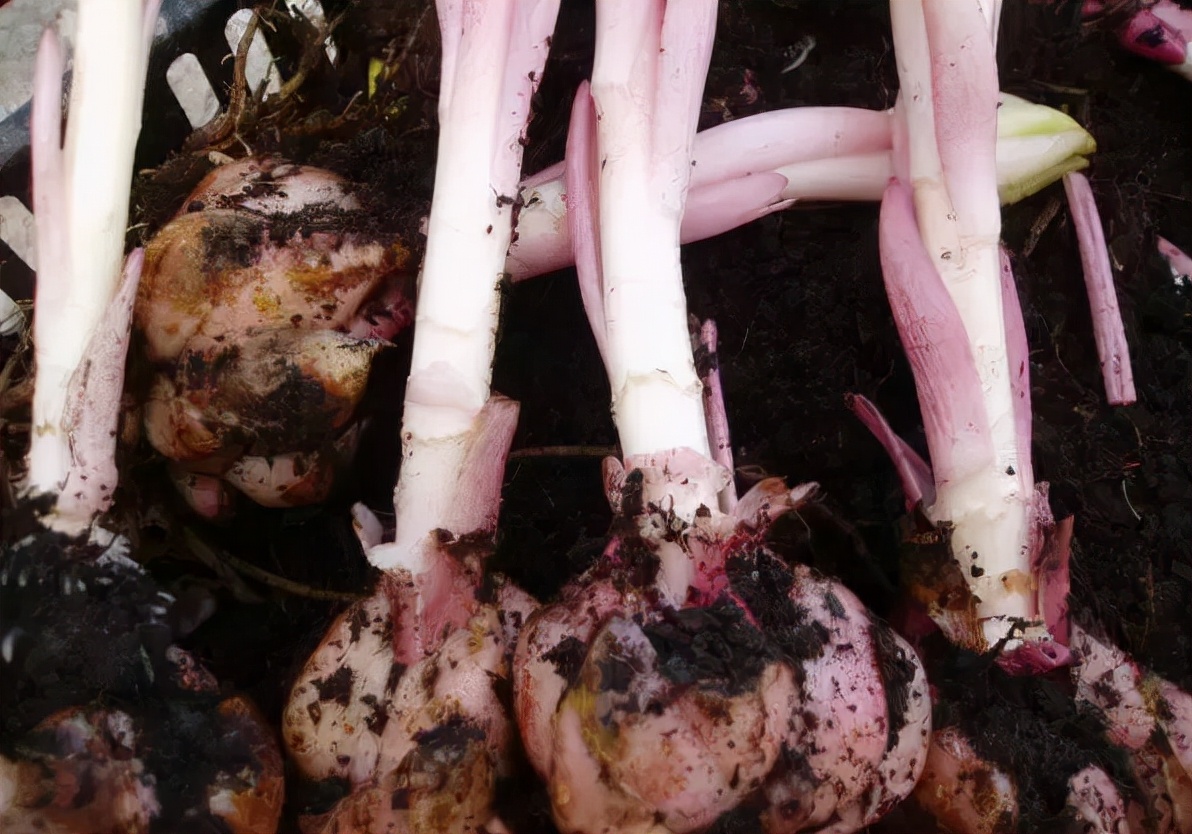 卷丹百合种球繁殖步骤图解,百合种球萌芽1厘米了怎么养护