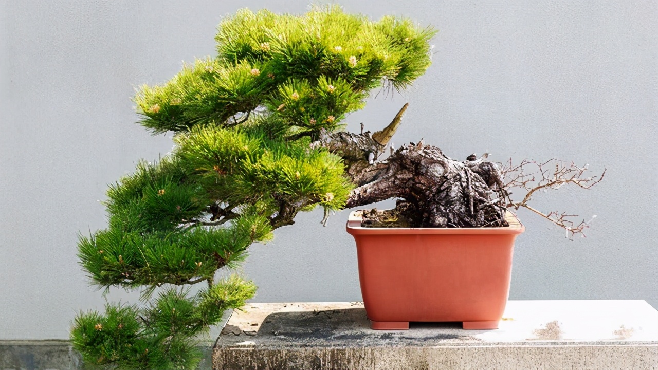 沙子可以代替火山岩养花,君子兰用火山岩好还是粗河沙好