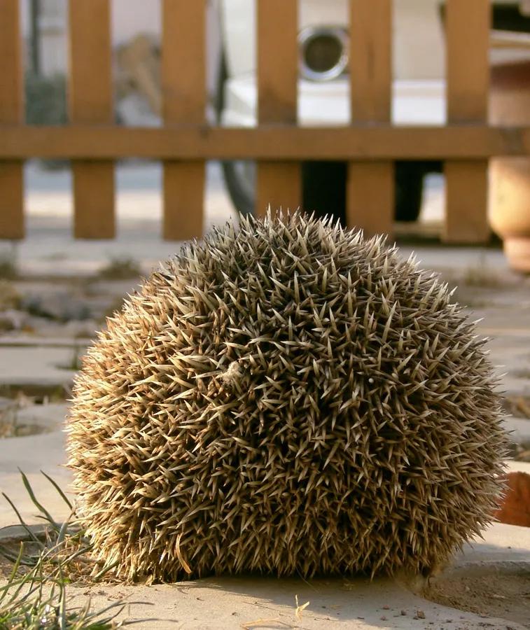 捡的刺猬为什么不能带回家,刺猬能随便捡回家吗