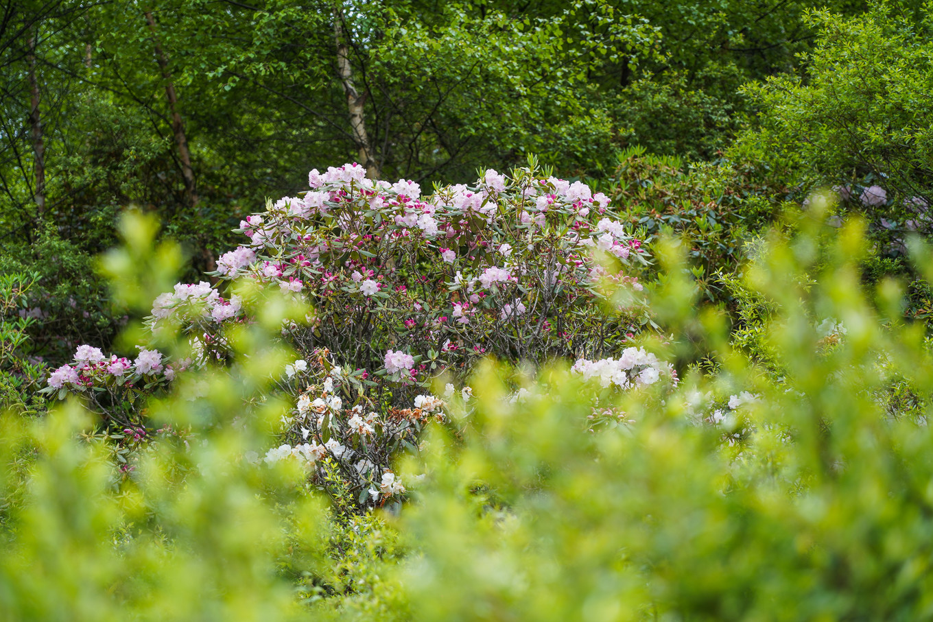 距离成都最近的户外天堂，这里比瑞士、阿尔卑斯还美