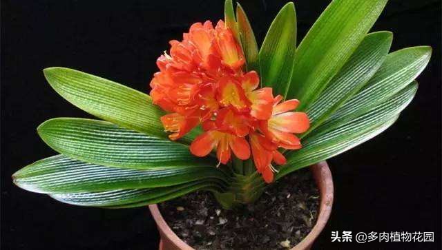 君子兰烂根生有长条小白虫怎么救,君子兰烂根怎么处理最简单的方法