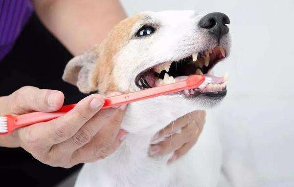 金毛牙齿问题怎么治疗,金毛牙结石用什么牙膏