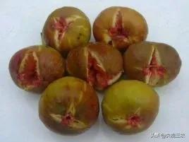 无花果有什么功效专家回答,无花果的秘密