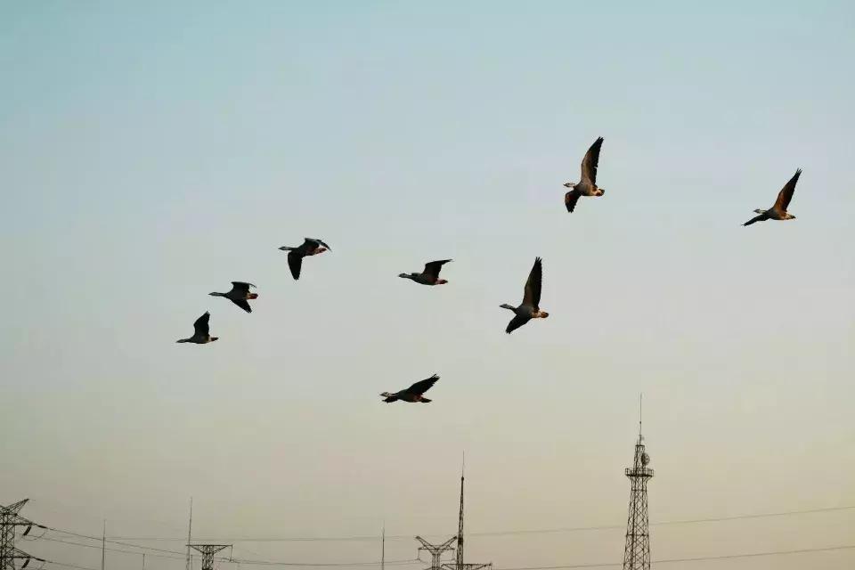 东营去贵州旅游,东营微文化