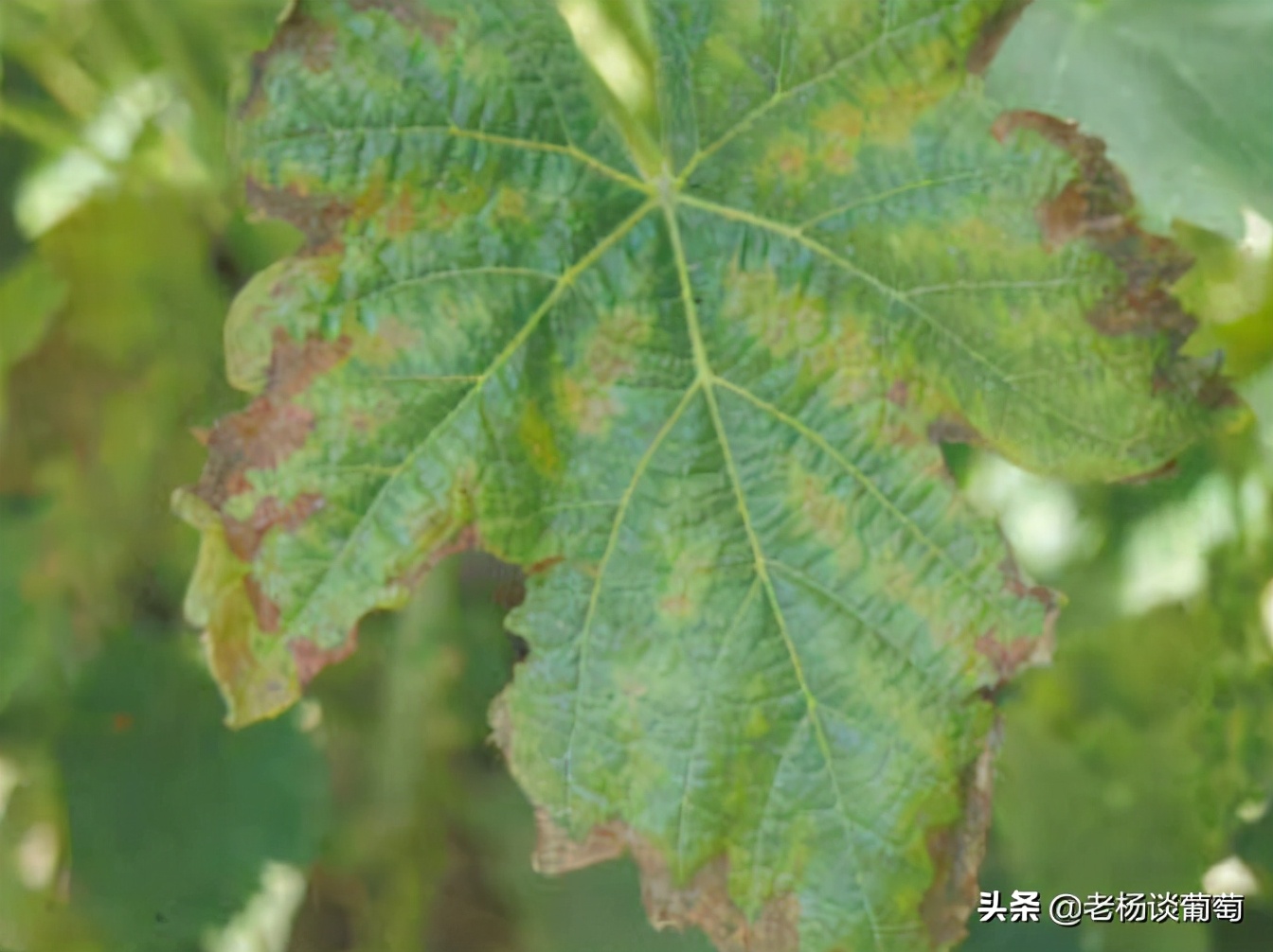 克瑞森葡萄硼肥的正确使用方法,克瑞森葡萄二次膨大用什么肥