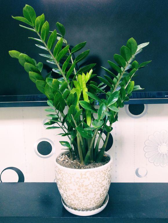 最耐阴不需要阳光的植物室外,喜阴怕阳光非常好养的盆栽大全