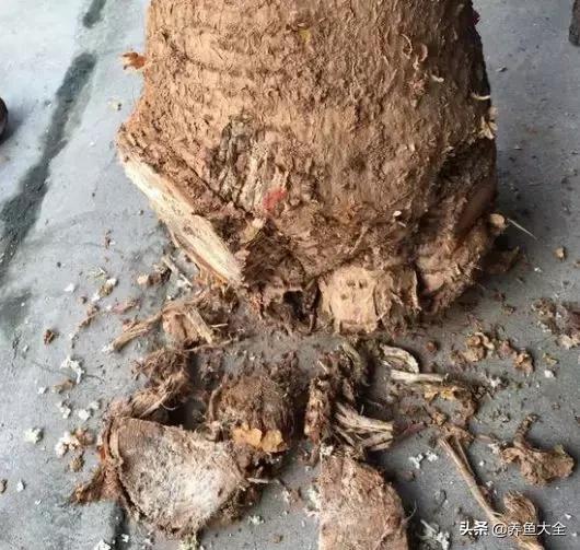 花烂了就扔了吧,盆栽的花烂根了怎么办