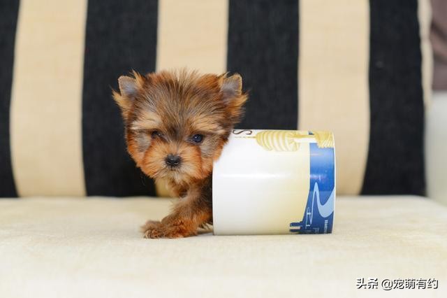 养茶杯犬需要注意什么,养茶杯犬需要注意的事项