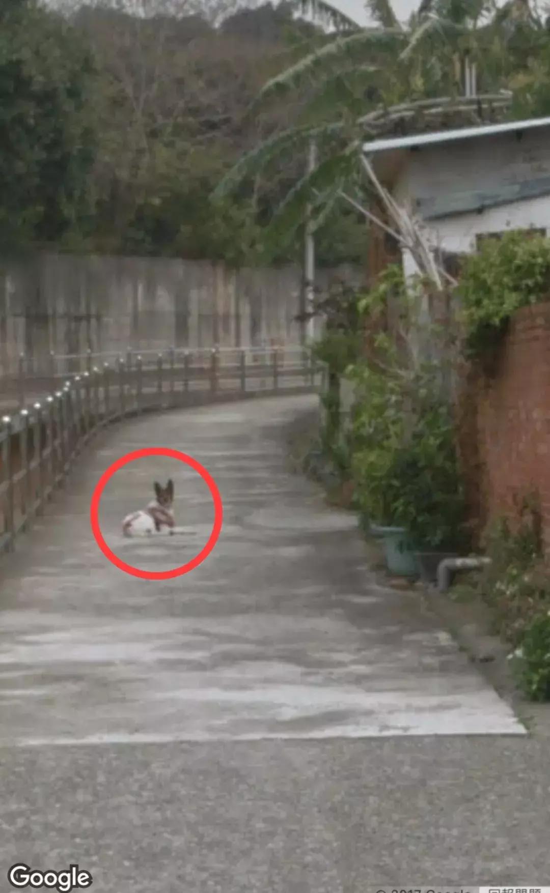 谷歌街景拍到动物,盘点谷歌街景被打上马赛克的地方