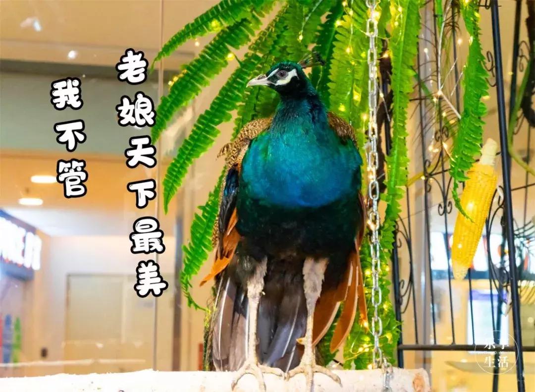 19.9包邮毛绒羊驼,羊驼9.9元秒杀直播