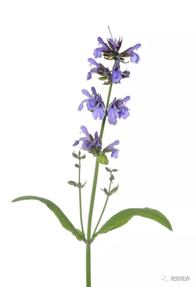 薰衣草真假精油的鉴别方法,熏衣草干花真假辨别