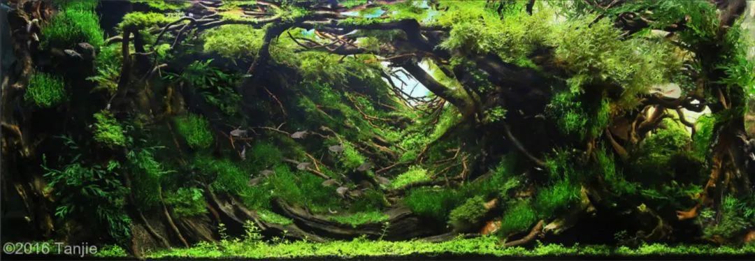 造景如何看起来有层次,十个最好看的造景