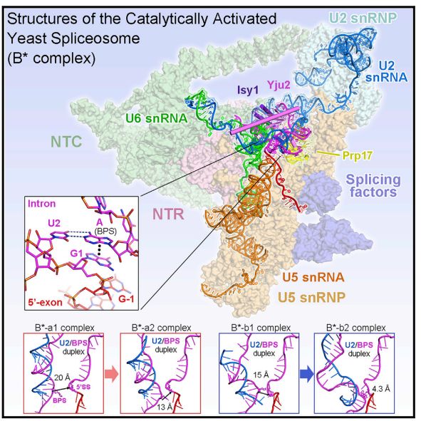 中国冷冻电镜技术进展,冷冻电镜最新研究