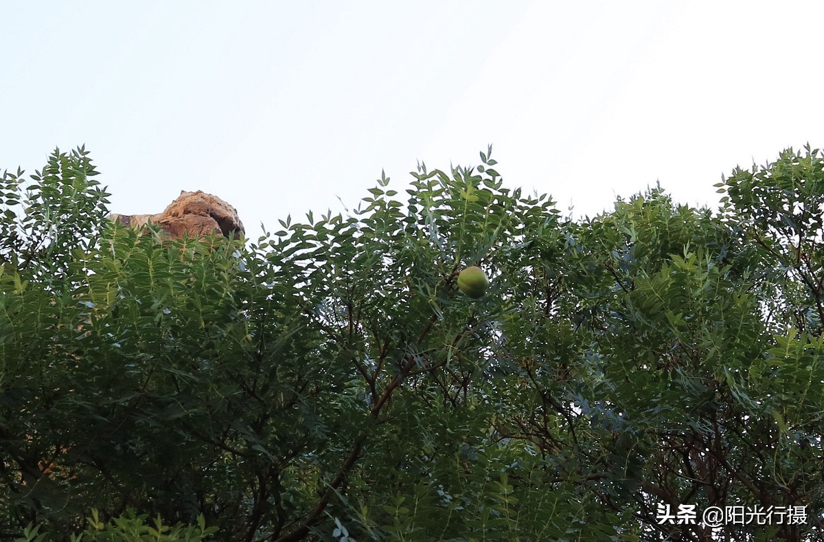 静谧森林和沙漠交界处,静谧森林红色石头