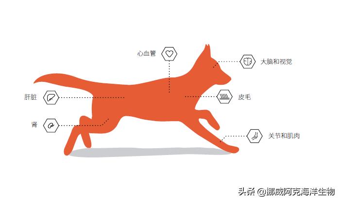 omega-3含量高好还是低好,omega-3是什么成分