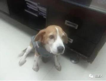 狗狗临终关怀,狗狗临死前的6大征兆铲屎官