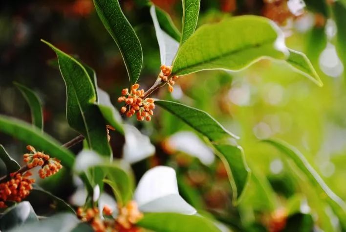 秋意渐浓桂花香气四溢,桂花已开秋意渐浓去哪儿赏桂