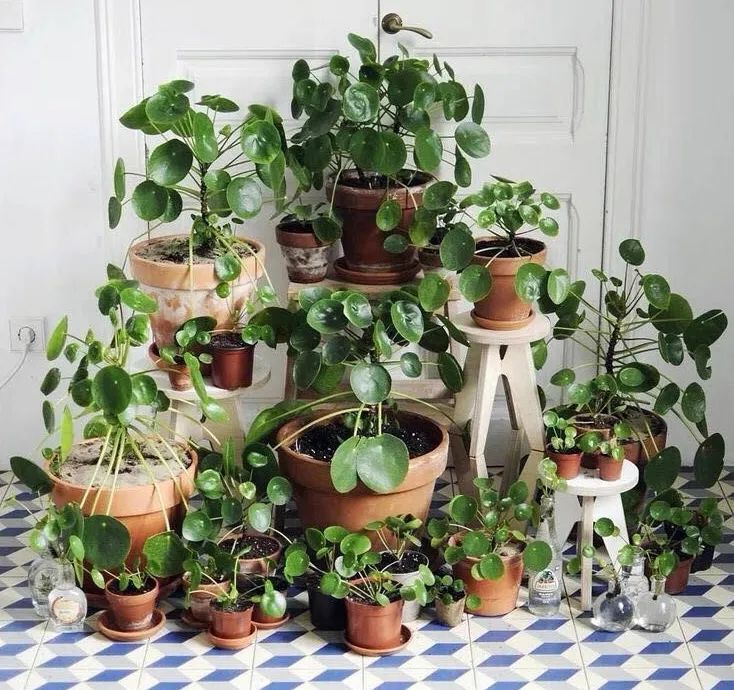 春天养兰花注意事项,镜面草怎么养成造型老桩