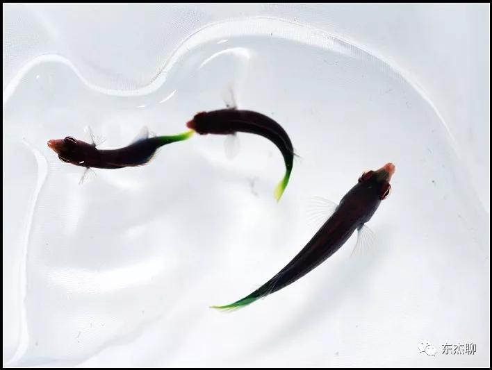 珊瑚鱼缸扁虫怎么处理,珊瑚扁虫怎么繁殖