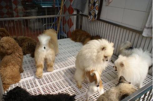 养狗买什么更划算,养狗买什么车最合适