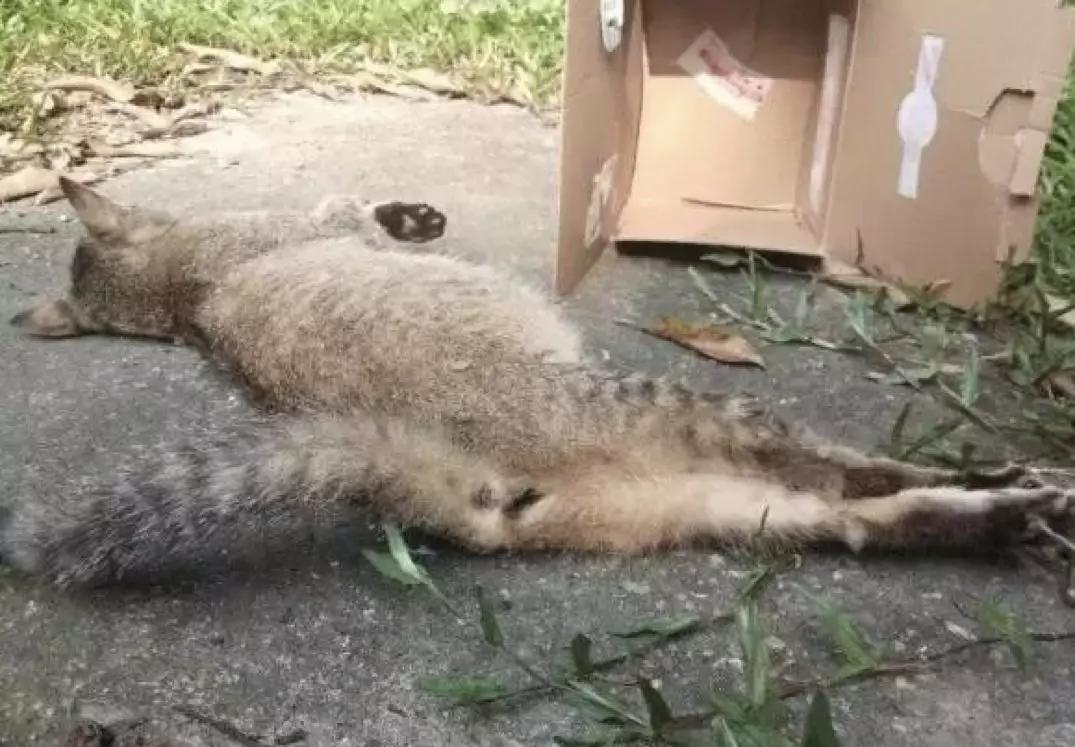 在宿舍养猫很后悔,为什么不能在宿舍养猫