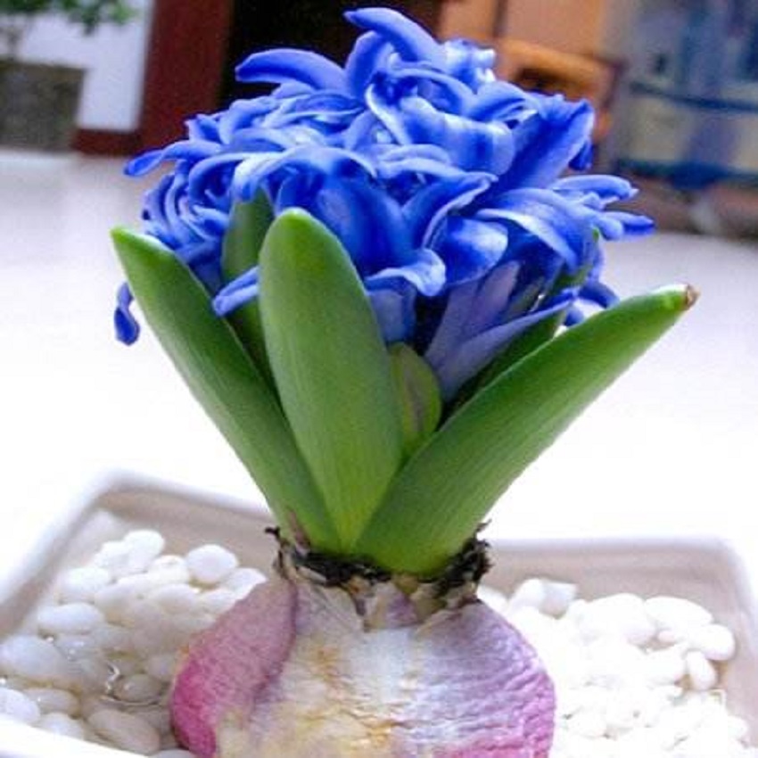 水养风信子如何快速长大,风信子怎样水养才能开花