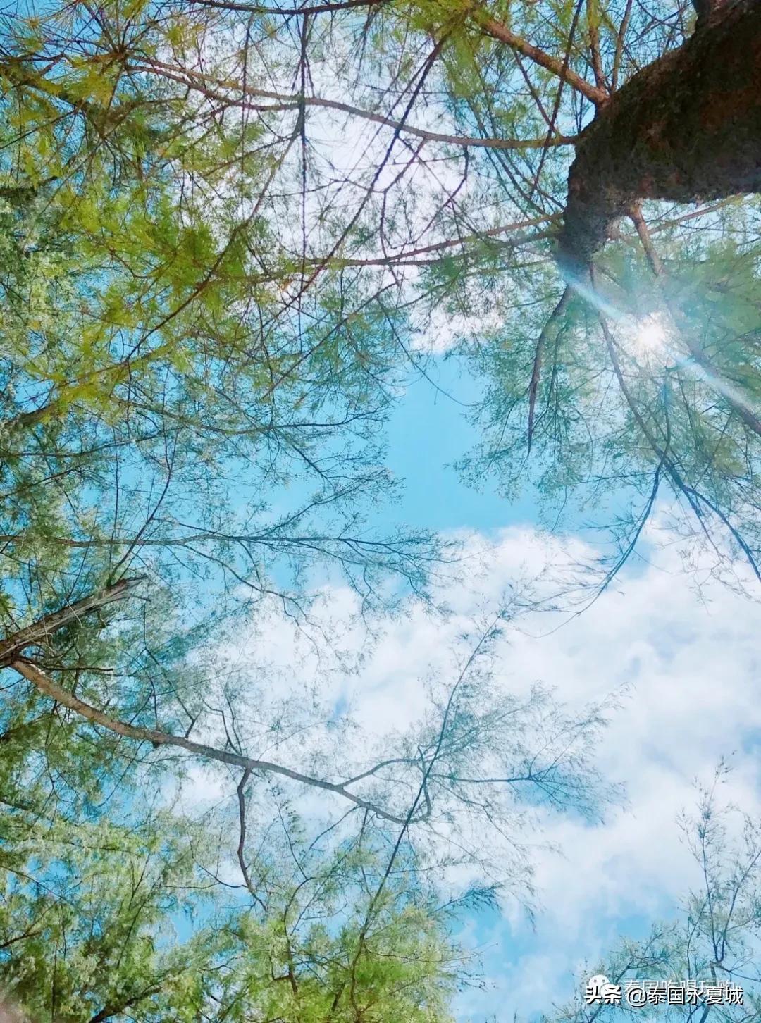 飞去热带的岛屿游泳,飞去热带的岛屿潜水