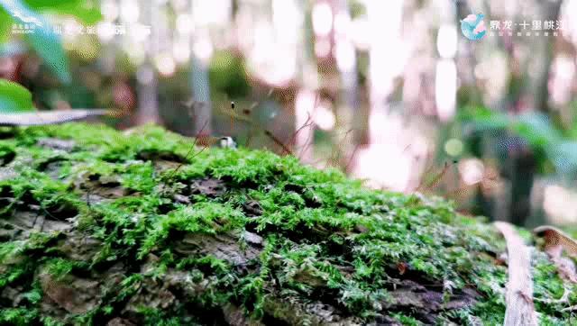 广州周末自驾游去处,广州自驾游十大最优景点