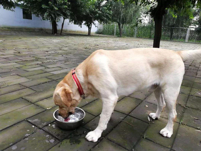 狗狗轻微中暑的正确处理方法,夏天狗狗中暑最快解决方法